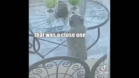 Funny animal voice overs by @klrdubs part 5 😂