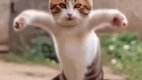 Cat funny