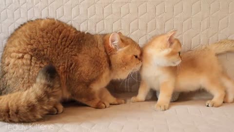 Kitten Aramis MEETS his dad William