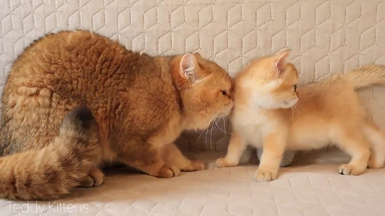 Kitten Aramis MEETS his dad William