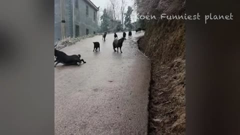 funny videos about cat n dog🤣🤣😹🐕‍🦺🐈