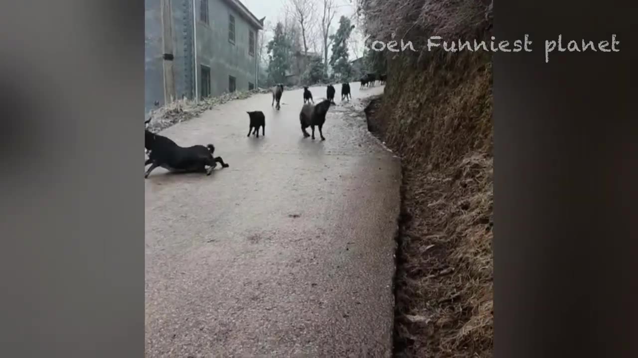 funny videos about cat n dogπ€£π€£πΉπβπ¦Ίπ