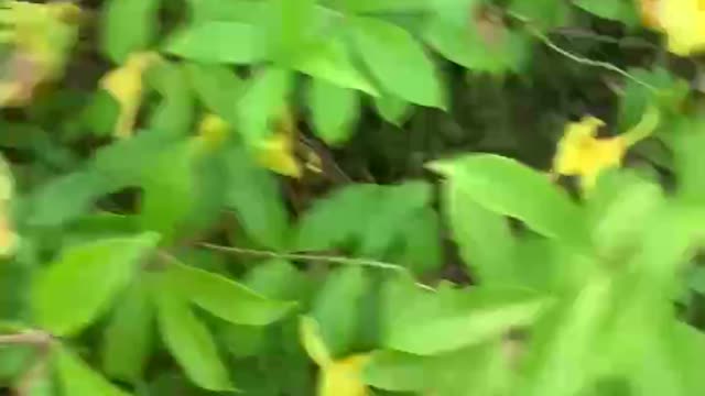 Yellow cicada