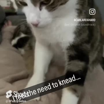 Cat feels the need for spee-- the knead biscuits
