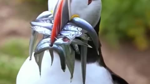 Cute parrot