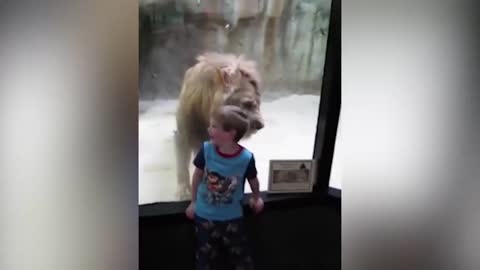 Best funny dog and tiger videos