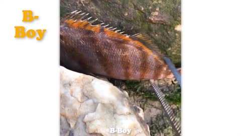 Satisfying (ASMR) catching sea creatures