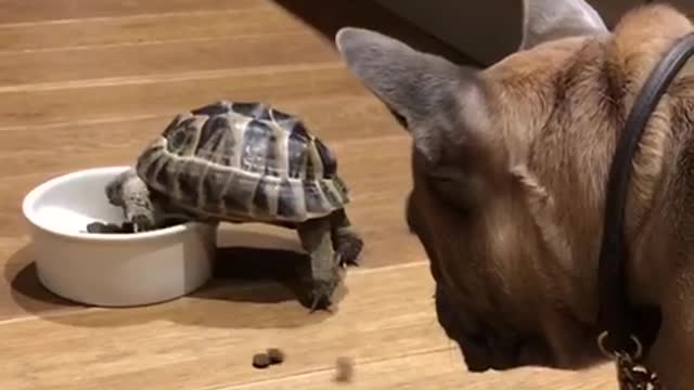 Tortoise eats French bulldogs dinner
