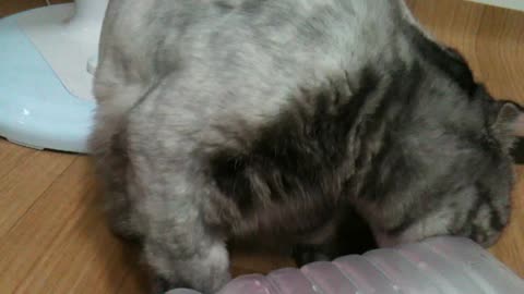 Scottish fold cat drinking cold water
