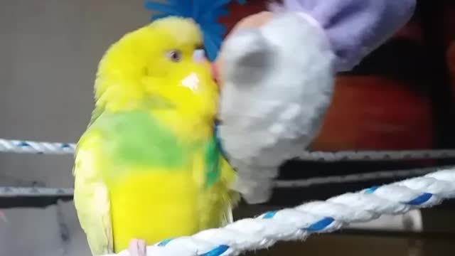 Mr sunrise chatter box