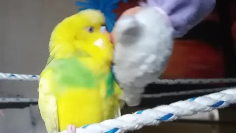 Mr sunrise chatter box