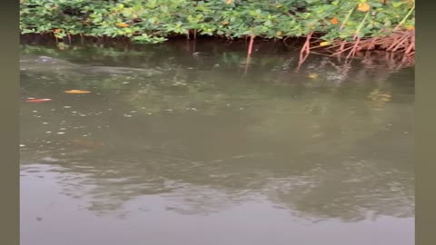 Like an adventure shark movie - a shark in a river