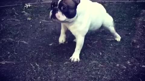 White french bulldog on lawn barks at snowman statue