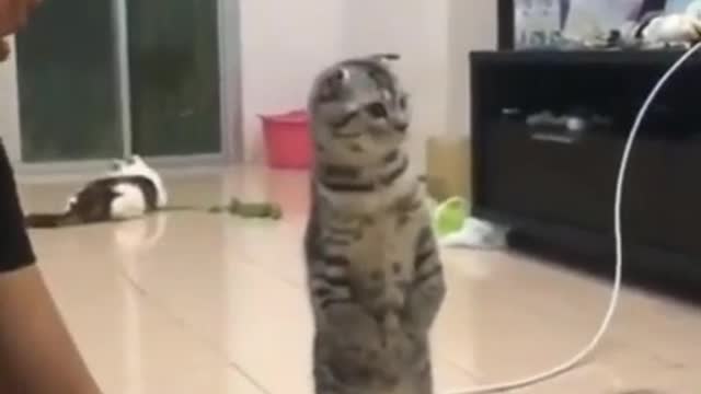 Cat talking to man #rumble