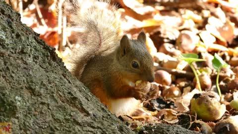 Deep look into the nature . Squirrel crunching the nut