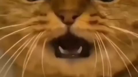 Funny cat video ###..@@...$...$$$$