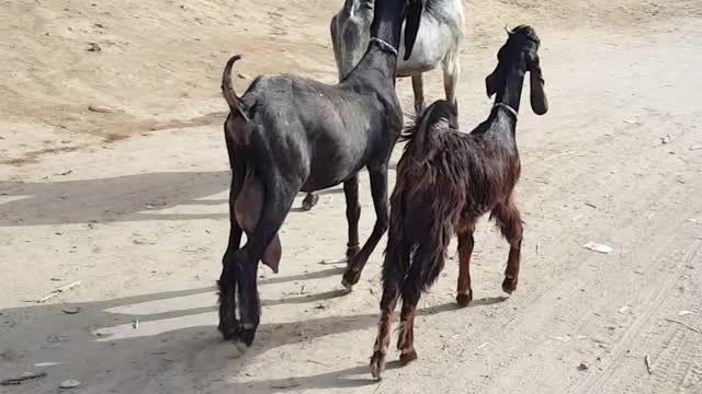 Goats Dance While Crossing the Street