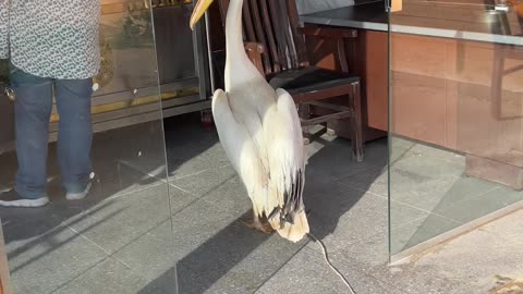 Pelican Stands In Line To Get Fish