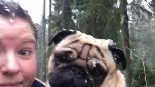 Lazy pug has to be carried during walk