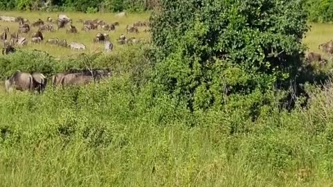 Wildlife & Funs