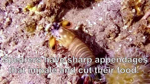 Mantis shrimp has the most powerful punch in the ocean