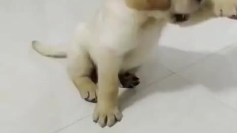 Cute little puppy