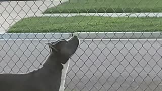 Feathers on the Fence Get Gobbled Up