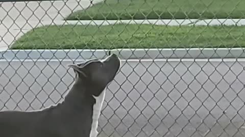 Feathers on the Fence Get Gobbled Up