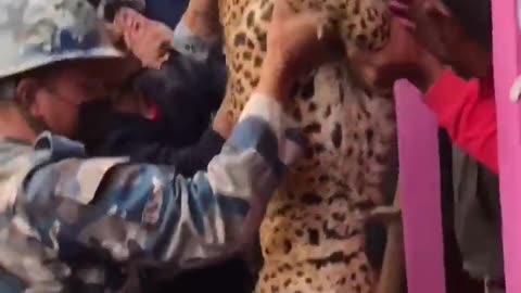 Tiger attack