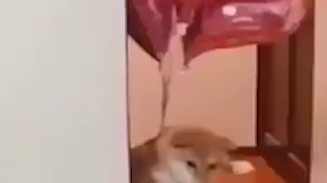 Doggo fly