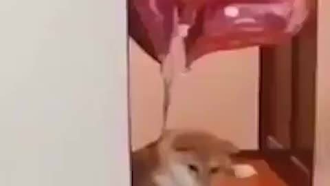 Doggo fly