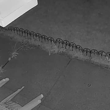 Scary shot for a cat