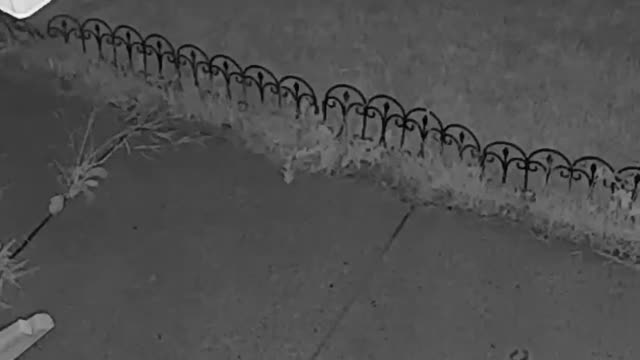 Scary shot for a cat