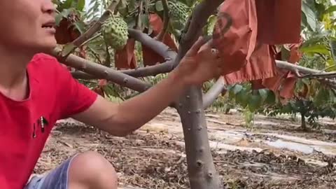 Farm Fresh Ninja Fruit Cutting Desi Satisfying Fruit Ninja Fruit Ideas | Amazing Fruits Video