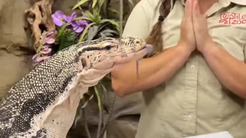 A cute komodo dragon{persian subtitle]