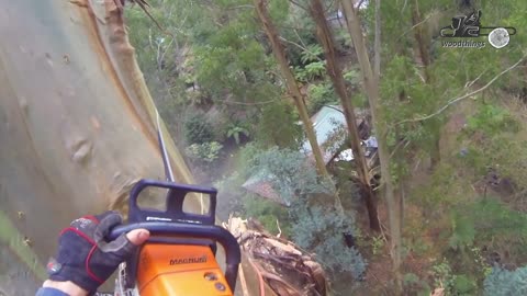 Mountain Ash Tree Removal at 200+ ft. Dangerous Tree Felling by Arborist