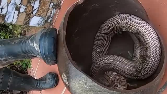 A boy catch kingcobra by hand