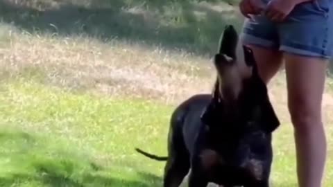 Animal Funny Video