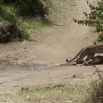 Professional killing from a leopard.