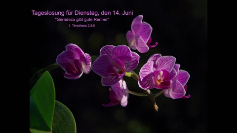Tageslosung für Dienstag, den 14. Juni