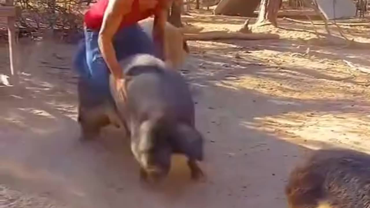 Funny animal Video 😂🤣