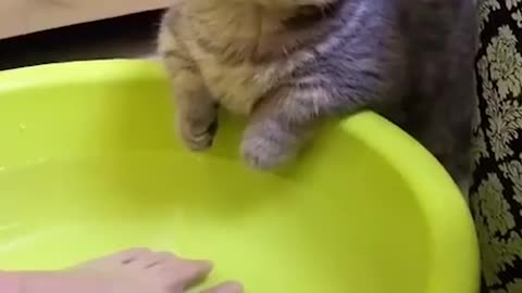 Funny Cats Video Compilation