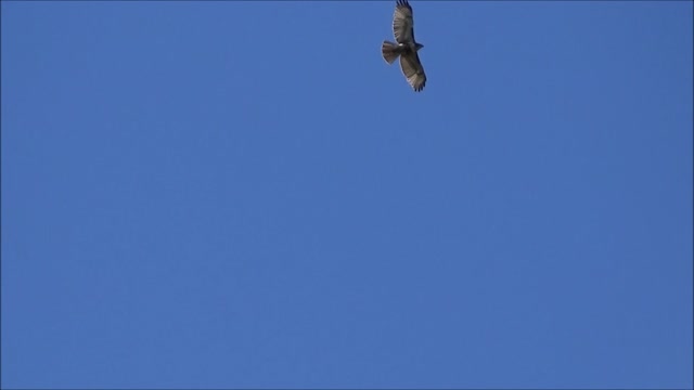 Red-Tailed Hawks riding the Thermals 05-2021