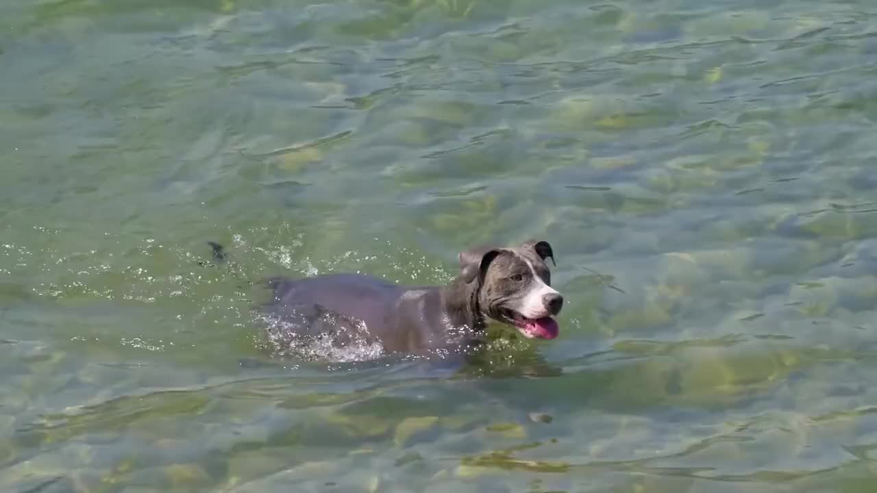 First time dog swimming