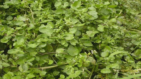 Agrião ( Nasturtium officinale ) serve para anemia e para fortalecer o sistema imunológico