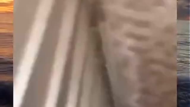 😨😂😂 - Memes For You #Shorts