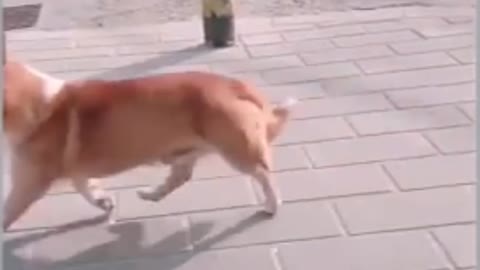 😄Funny Dog video 2022😁it is time to LUNCH With dog live