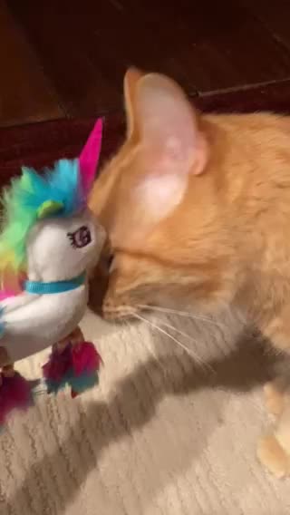 Unicorn gift for cat..