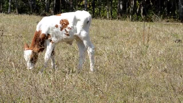 calf eating the grass and fully enjoy in ground