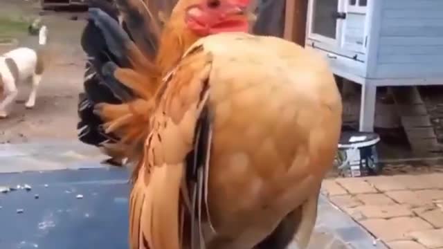 Hen show her six pack